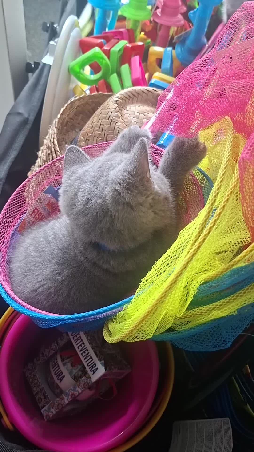 British Shorthair cats for sale: Quality Chunky BSH one boy one girl available  - Video 3