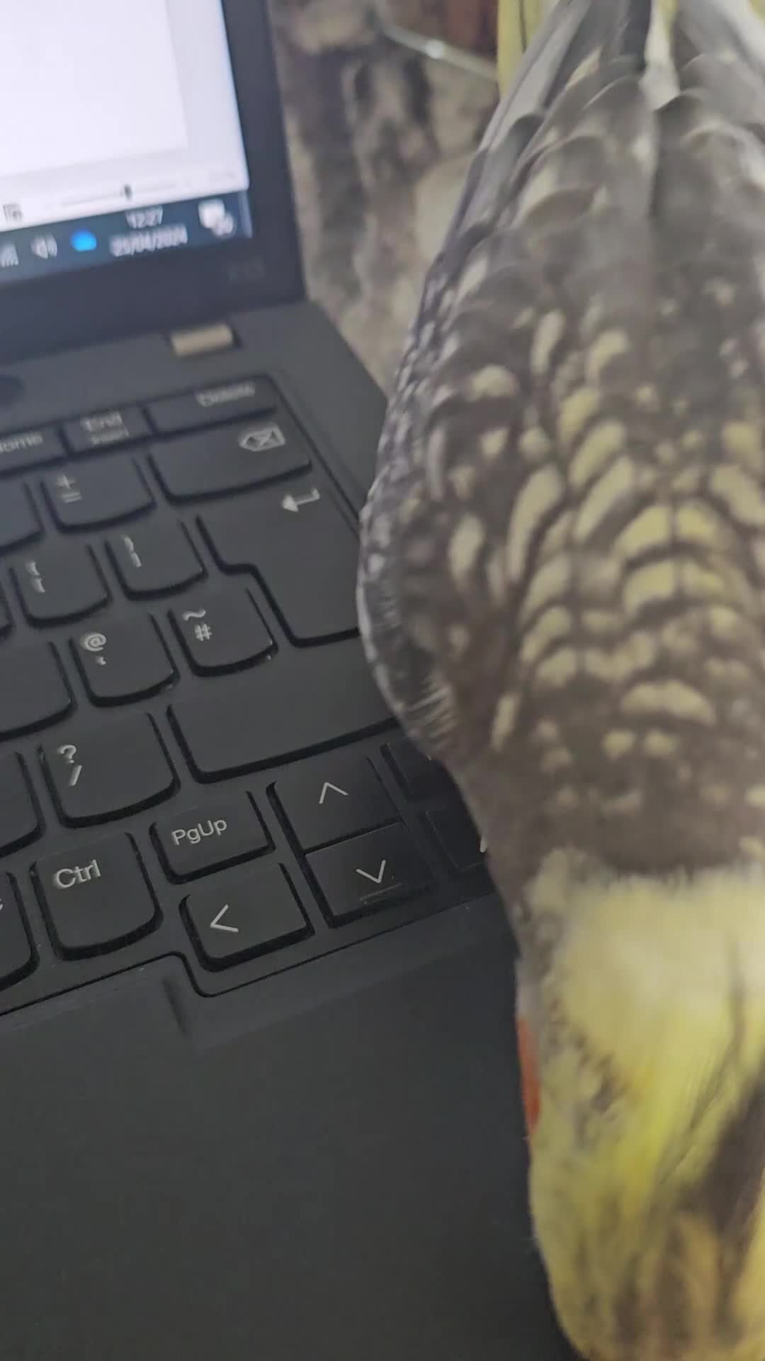 Cockatiels birds for sale: Hand tamed young Cockatiel  - Video 2