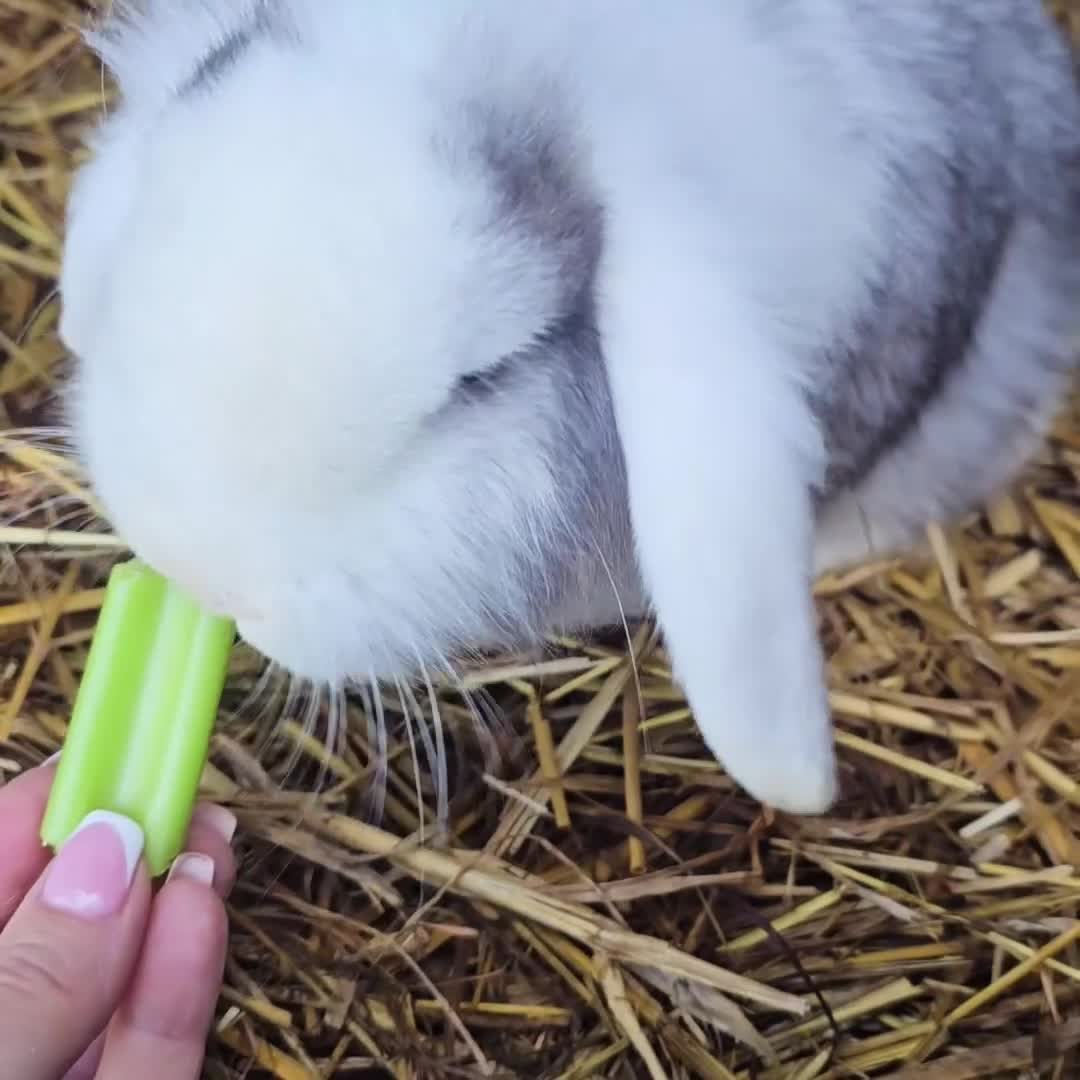 Mini Lop rabbits for sale: Male mini lop for sale - Video 1