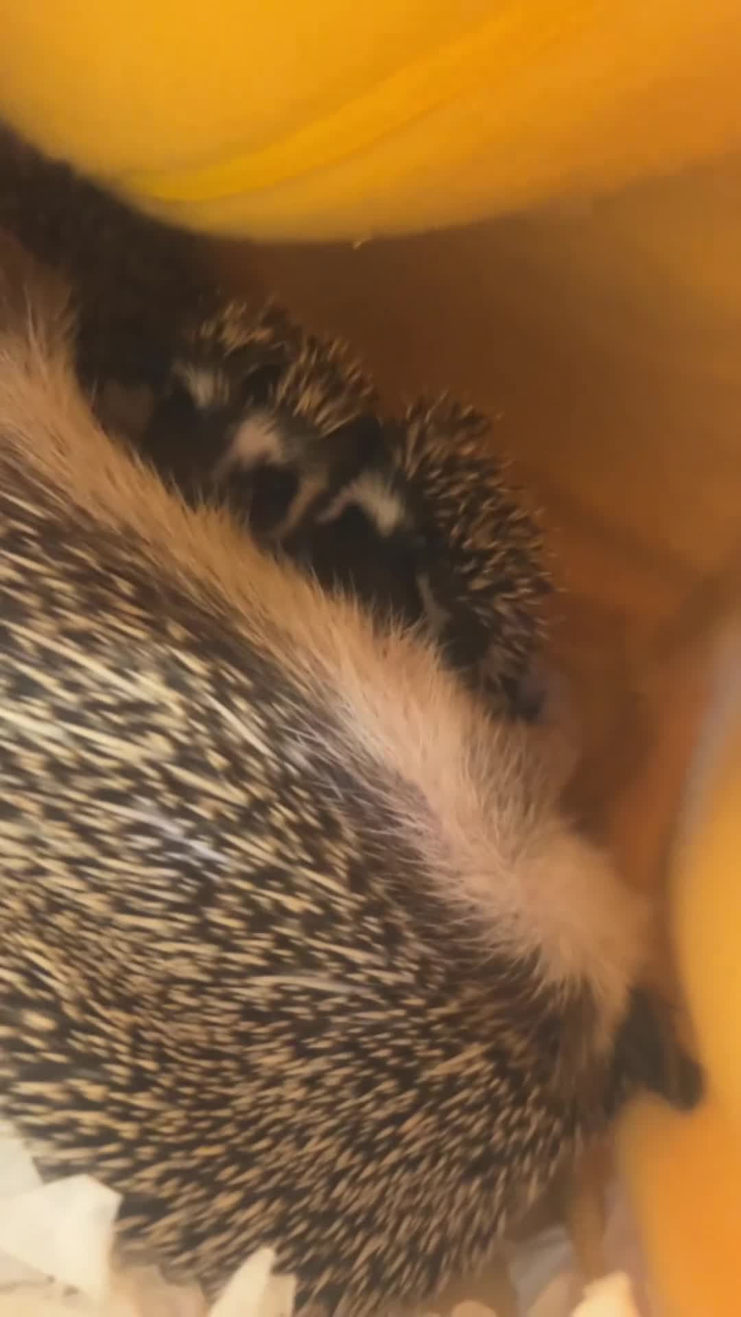Pygmy Hedgehog rodents for sale: Three beautiful boys for sale - Video 2