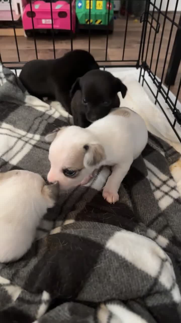 Mixed Breed dogs for sale: Beautiful jackawawas  - Video 2