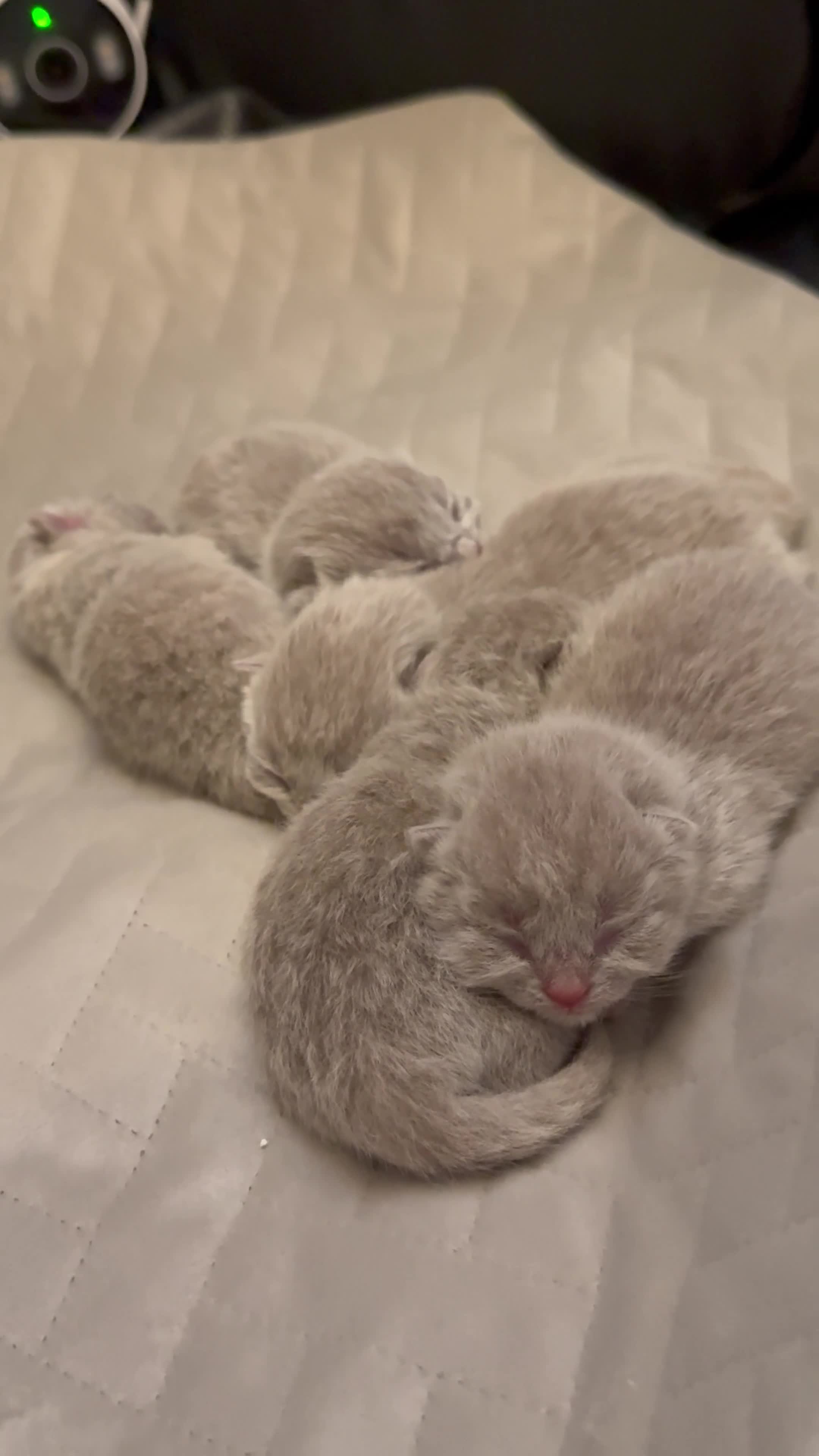 British Shorthair cats for sale: Lilac chunky british short hair kittens to reserve in Birmingham - Video 1