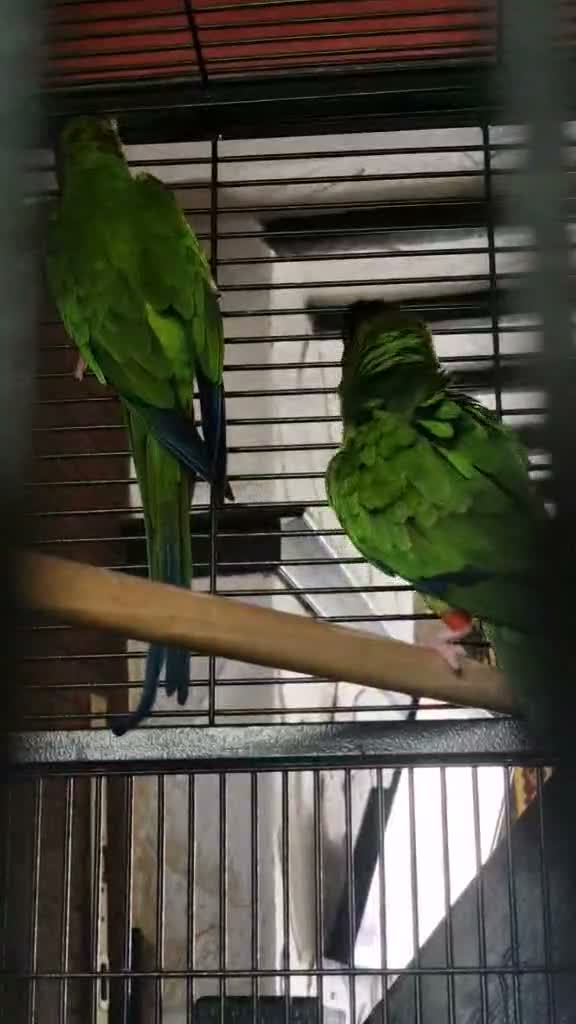 Parakeets birds for sale: Nanday Parakeet in Stoke-on-Trent - Video 1