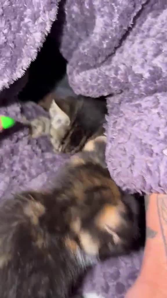 British Shorthair cats for adoption: 🆘 TINY KITTENS; WE NEED HELP!! 🆘 - Video 2