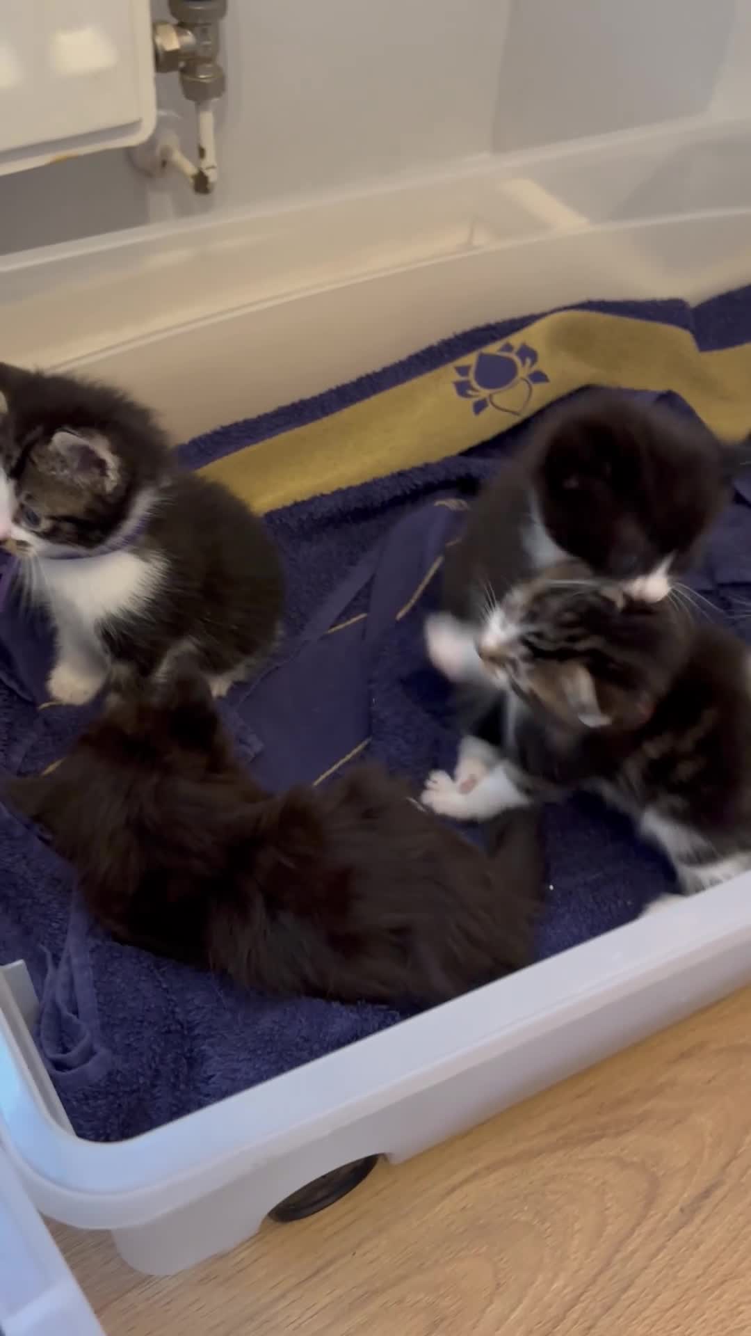 Mixed Breed cats for sale: Tabby kittens & black & white kittens  - Video 1