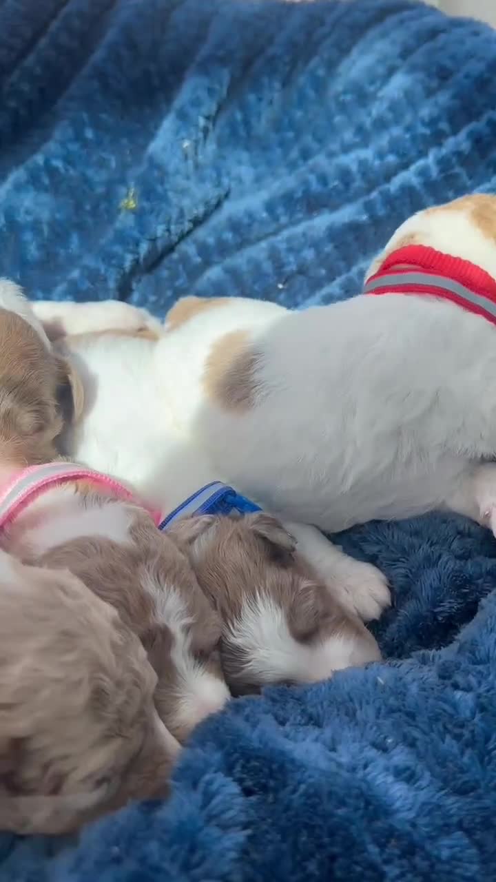 Bordoodle dogs for sale: Bordoodle boys and girls - Video 3