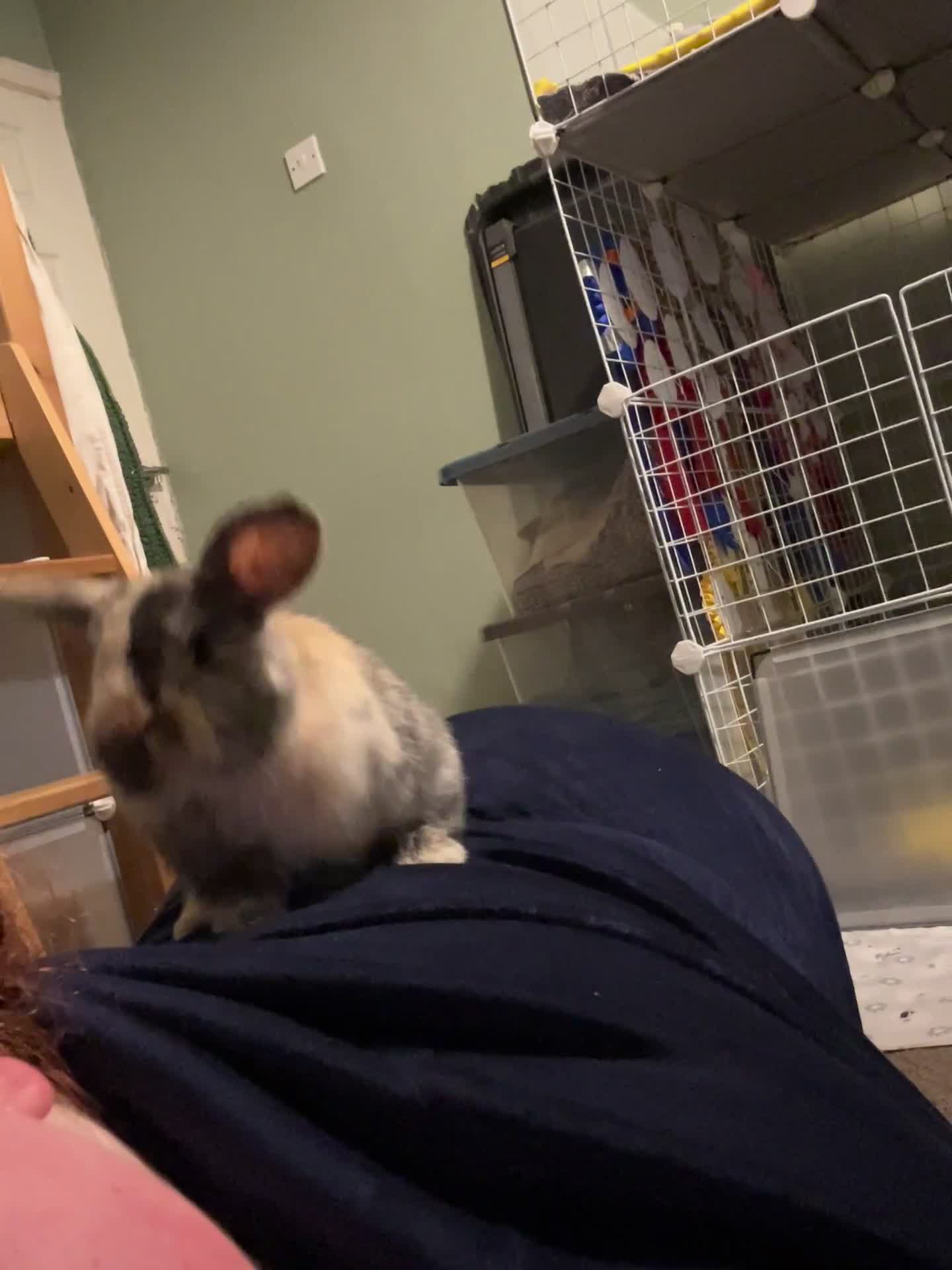 Mini Lop rabbits for sale: Female mini lop - Video 1