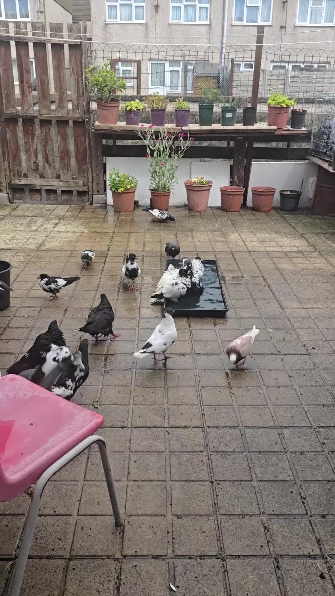 Pigeons birds for sale: Afghani pigeons for sale  - Video 1