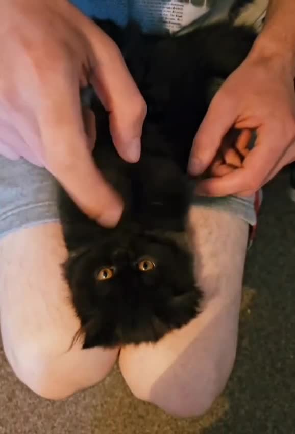 Persian cats for sale: Stunning Persian Boy - Video 4