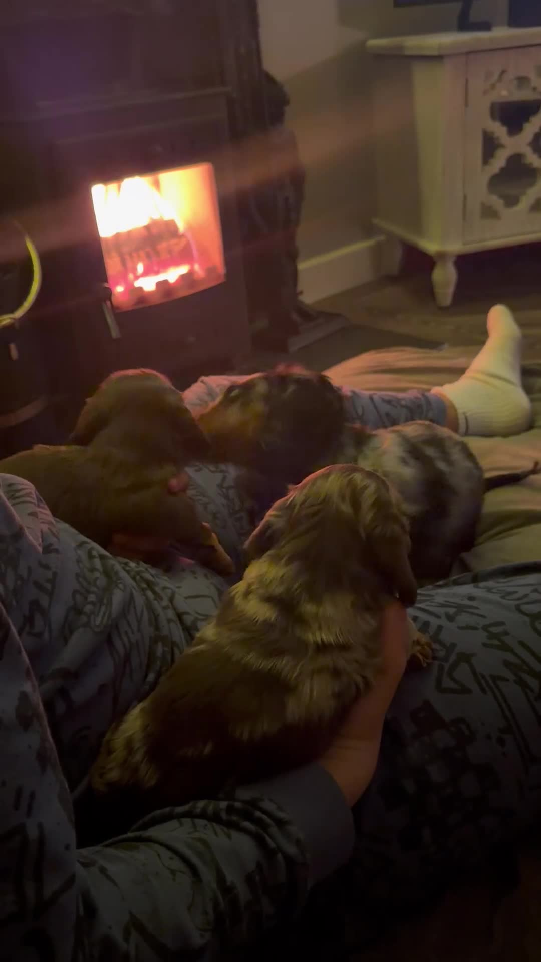 Miniature Dachshund dogs for sale: Long haired miniature dachshund pups - Video 1