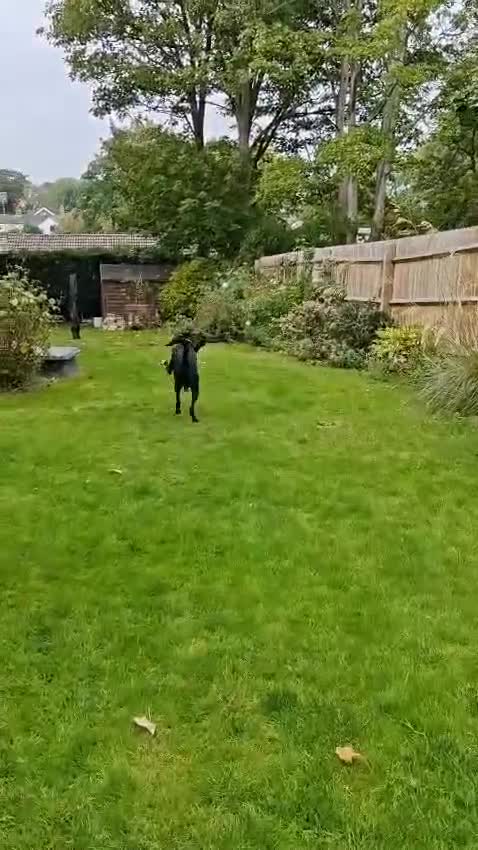 Mixed Breed dogs for adoption: Enzo (Labrador/Pointer mix) - Video 1
