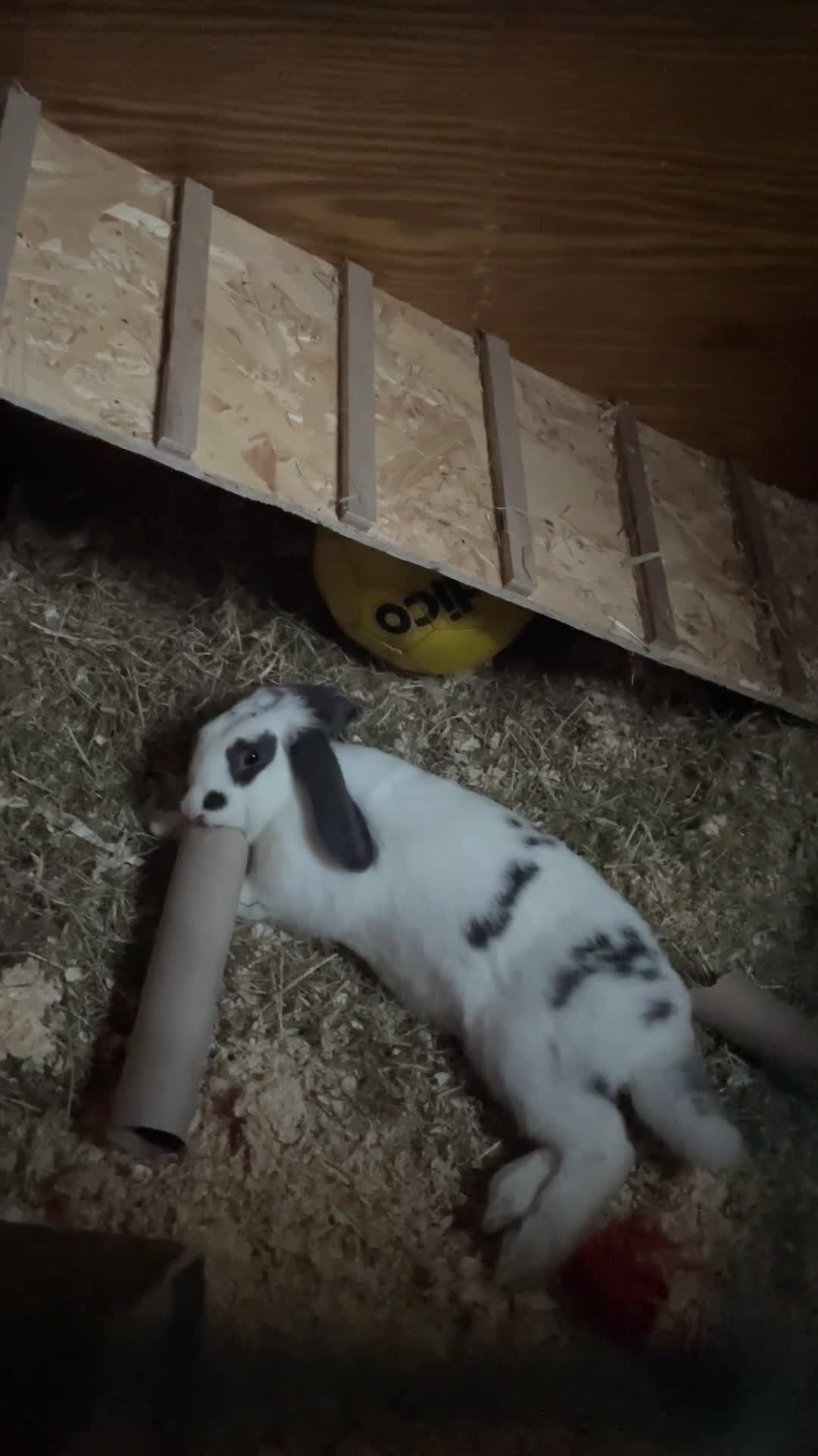 French Lop rabbits for sale: Blackjack - Video 1