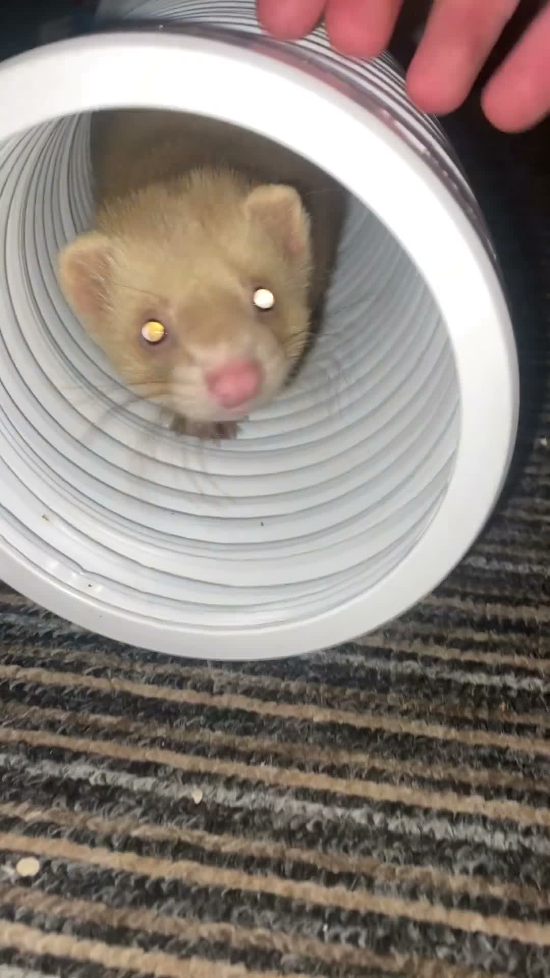 Ferret rodents for sale: 15 week old male ferret  in Nottingham - Video 1
