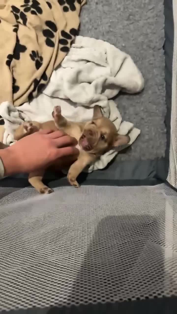 Mixed Breed dogs for sale: Only 2 beautiful girl pups left - Video 2