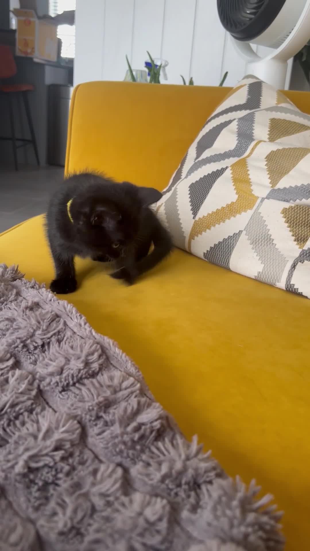 Mixed Breed cats for sale: READY NOW-x2 black female kittens left - Video 1