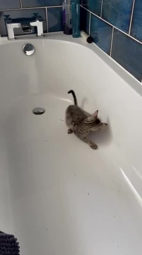 Mixed Breed cats for adoption: Saffy and Cassie: the cutest duo of troublemakers - Video 2