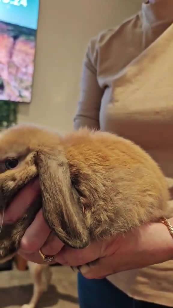 Mini Lop rabbits for sale: Pure Bred Mini Lops - Video 1