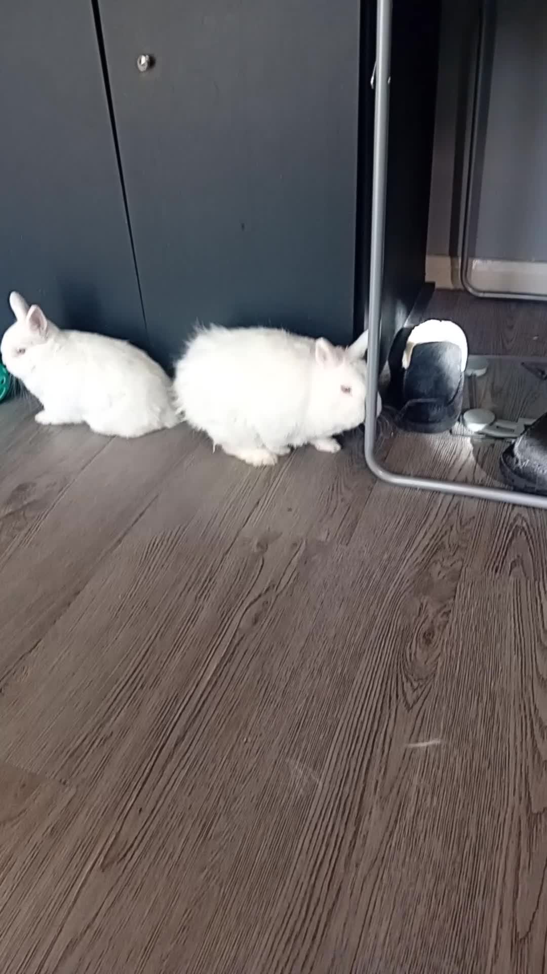 Netherland Dwarf rabbits for sale: 2 Male Netherland dwarf rabbit's. in Northampton - Video 2