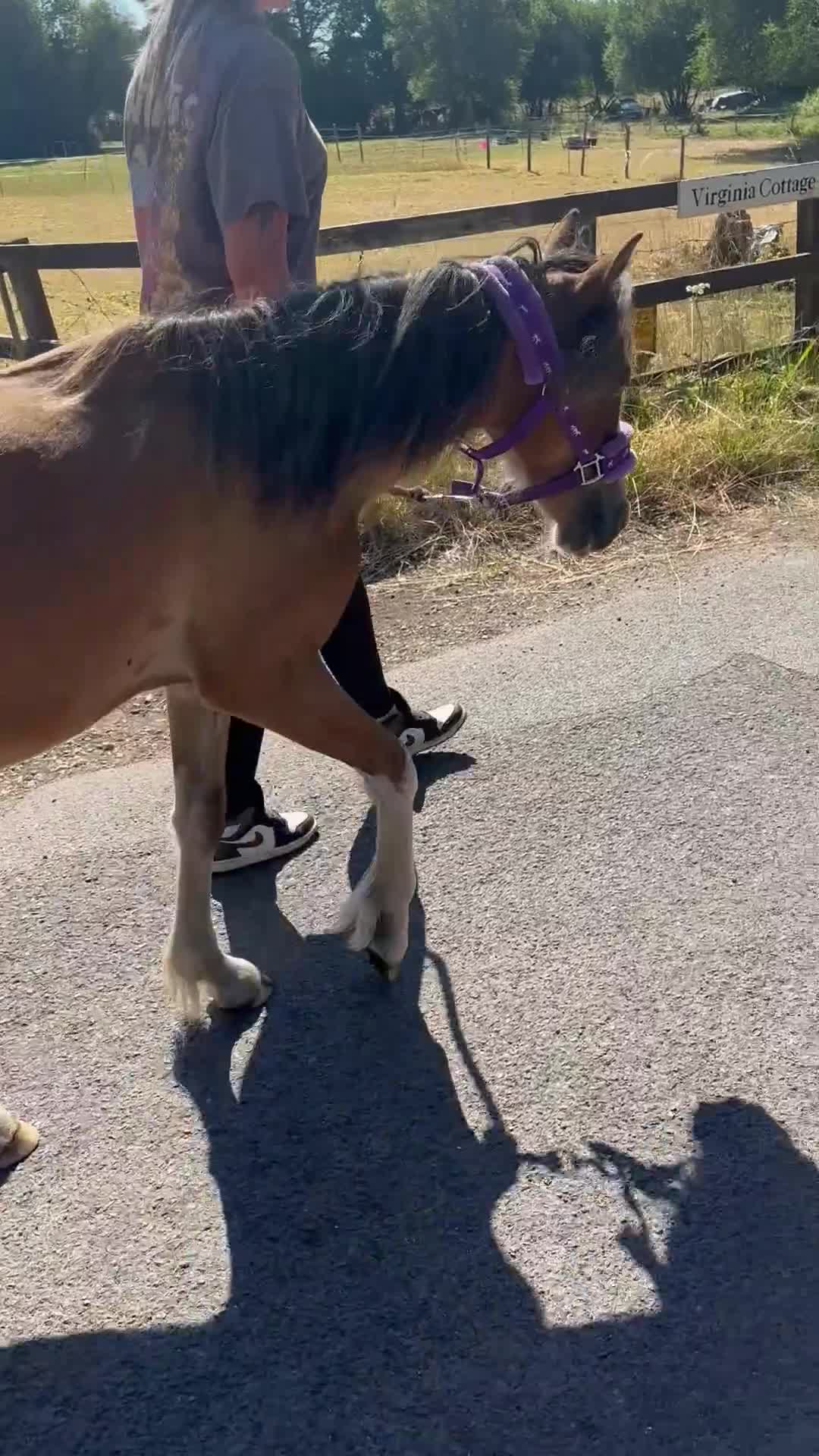 Irish Cob horses for sale: Buddy - Video 2