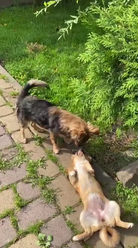 Mixed Breed dogs for adoption: 💖🐶 LESYA 🐶💖 - Video 4
