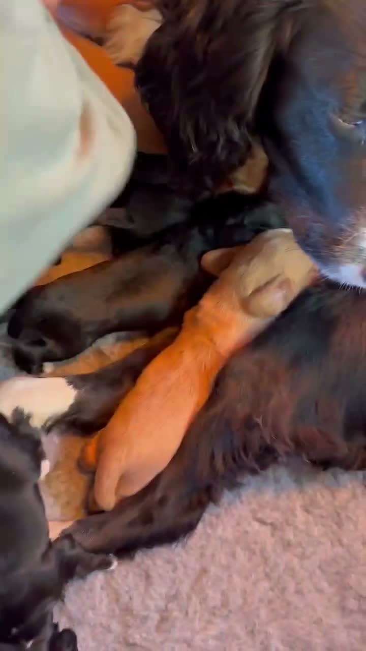 Cocker Spaniel dogs for sale: Stunning cocker spaniel puppies  - Video 1