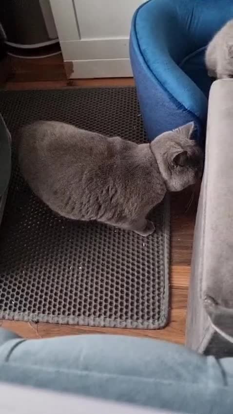 British Shorthair cats for sale: Last Female Ready Too Go GCCF Healthy Pedigree - Video 3