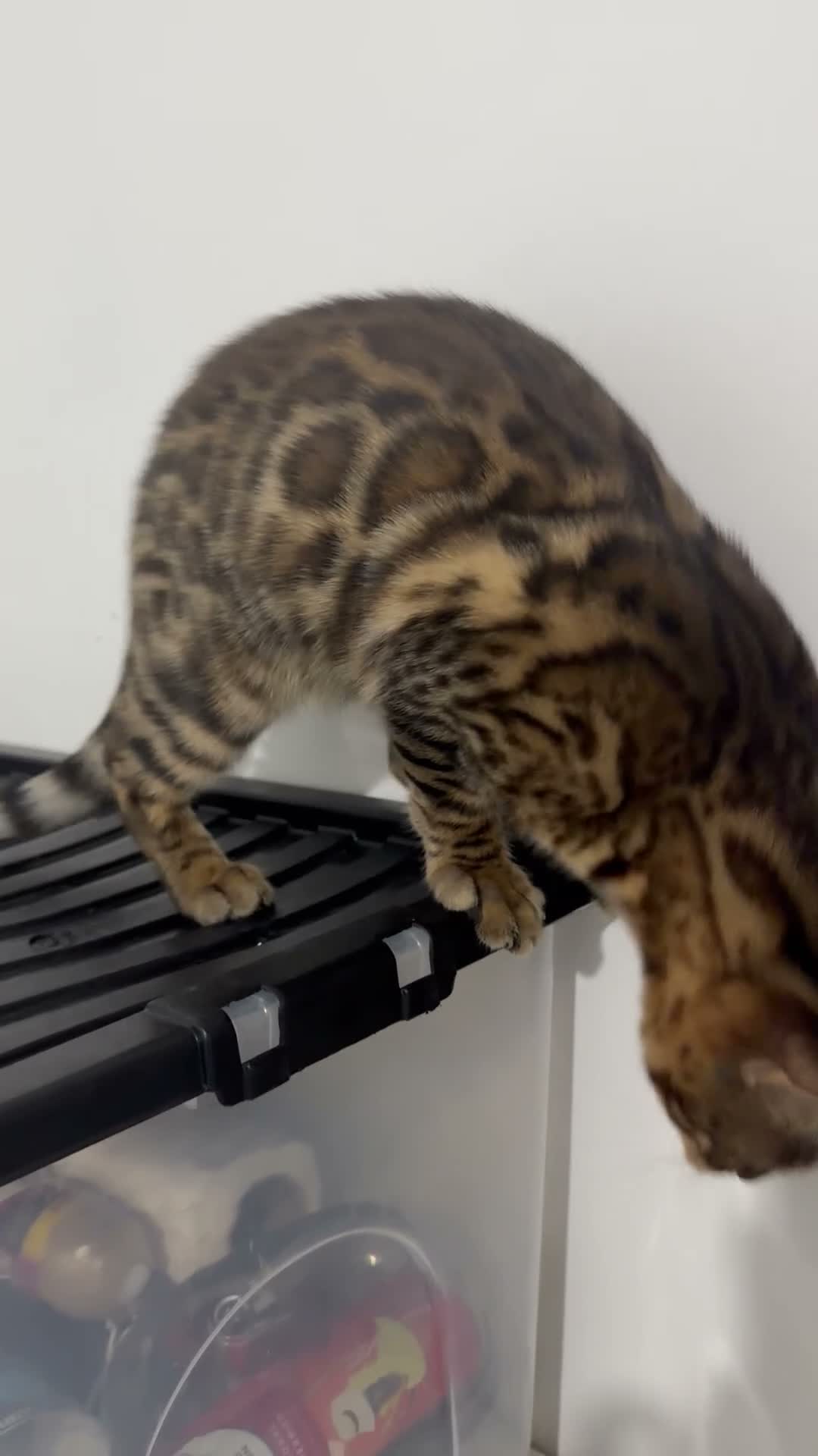 Bengal cats for sale: Stunning Male Brown Spotted Bengal – 7 Months - Video 1