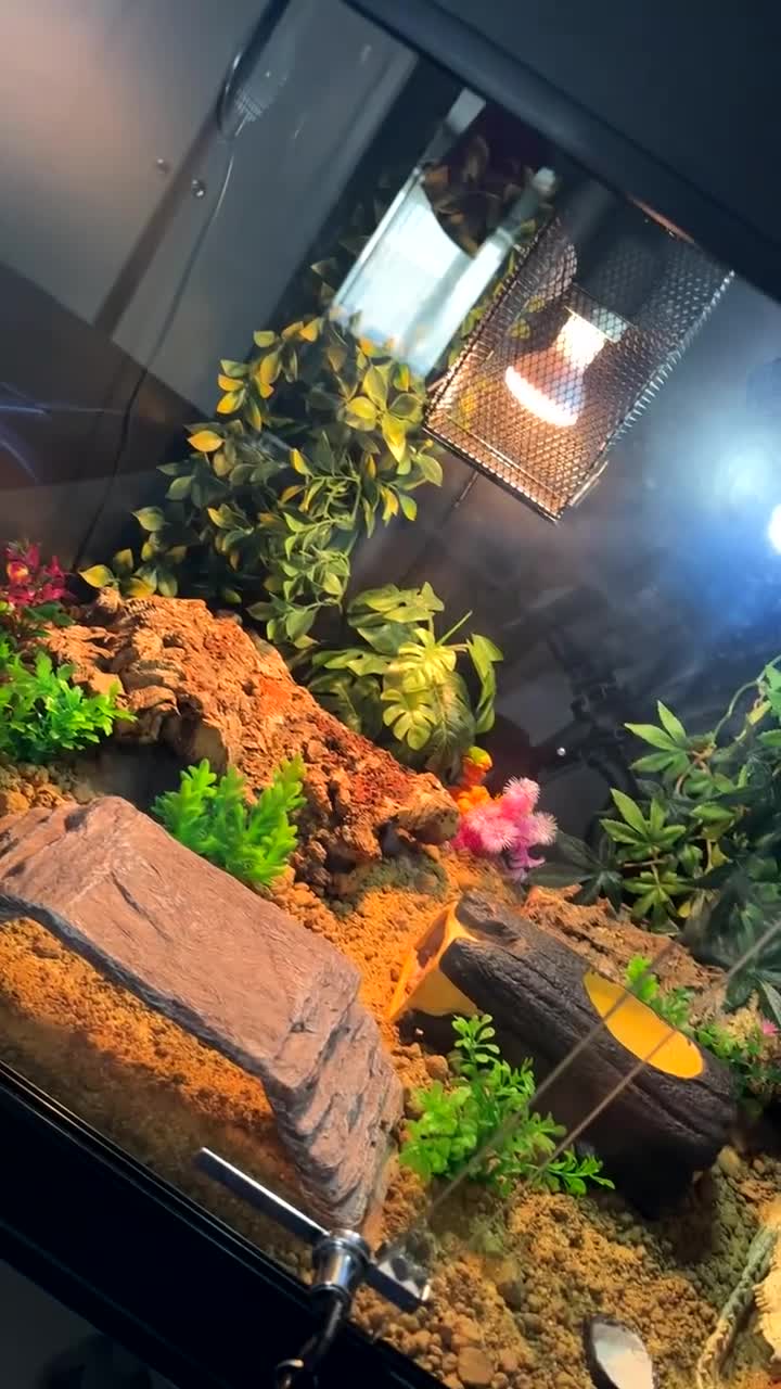Leopard Gecko reptiles for sale: Leopard gecko  - Video 1