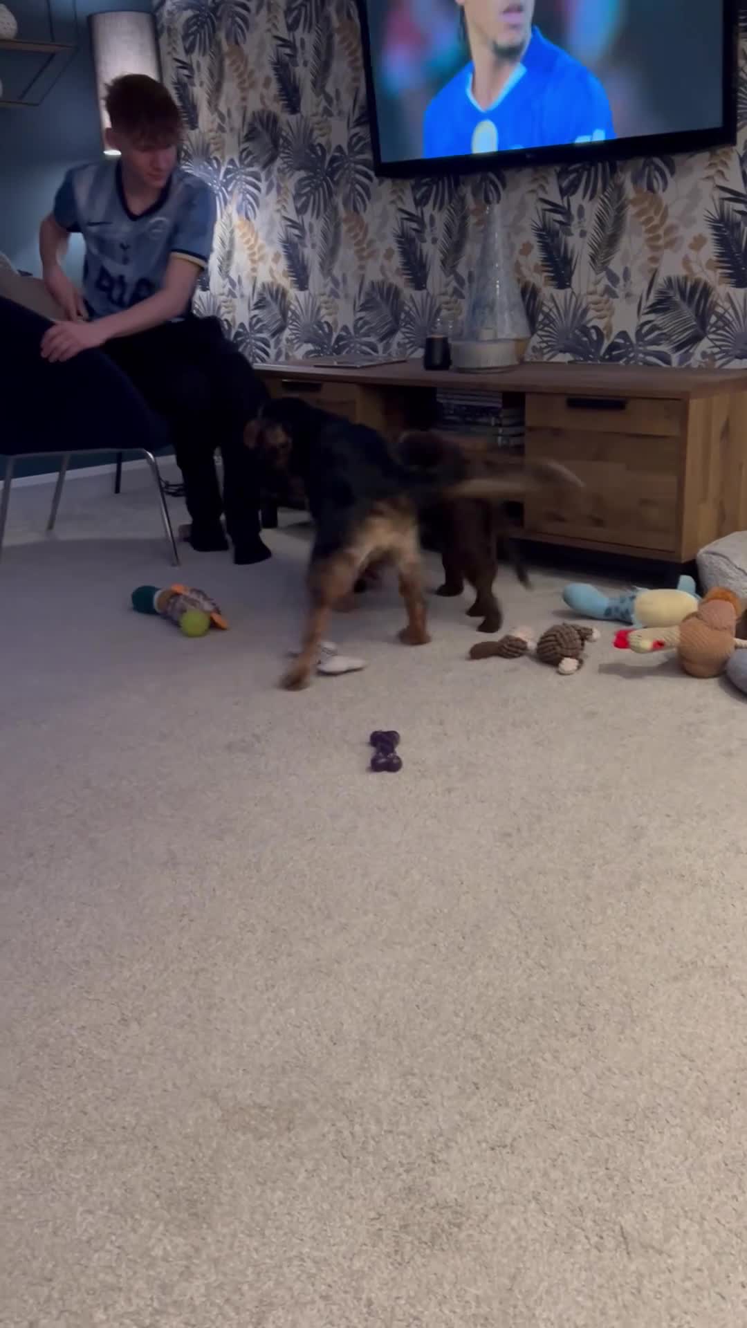 Cocker Spaniel dogs for sale: Reggie 6 Months in Stoke-on-Trent - Video 1