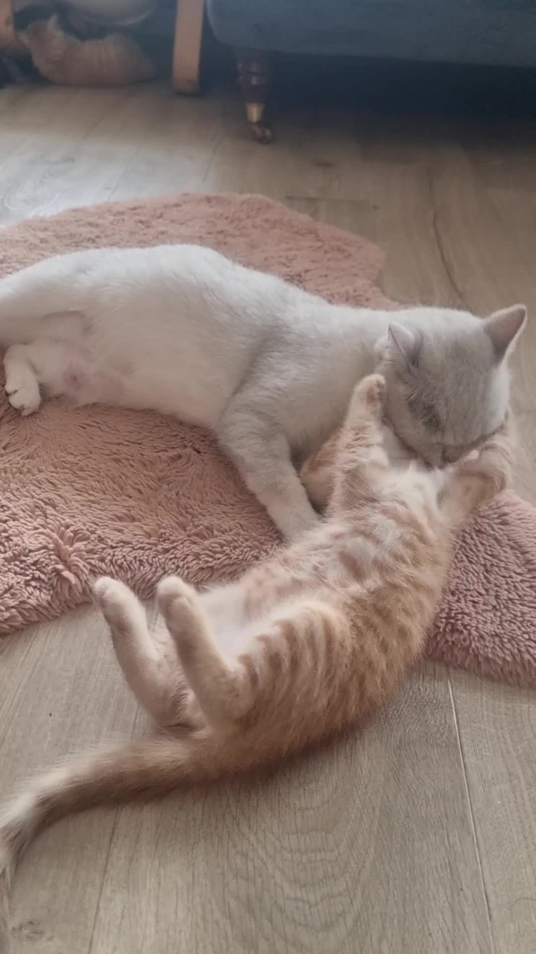 British Shorthair cats for sale: 2 gorgeous male kittens BSH - Video 1