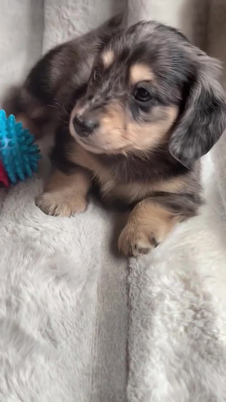 Miniature Dachshund dogs for sale: LONGHAIRED MINIATURE CREAM PUPPIES🐾🩵 - Video 1