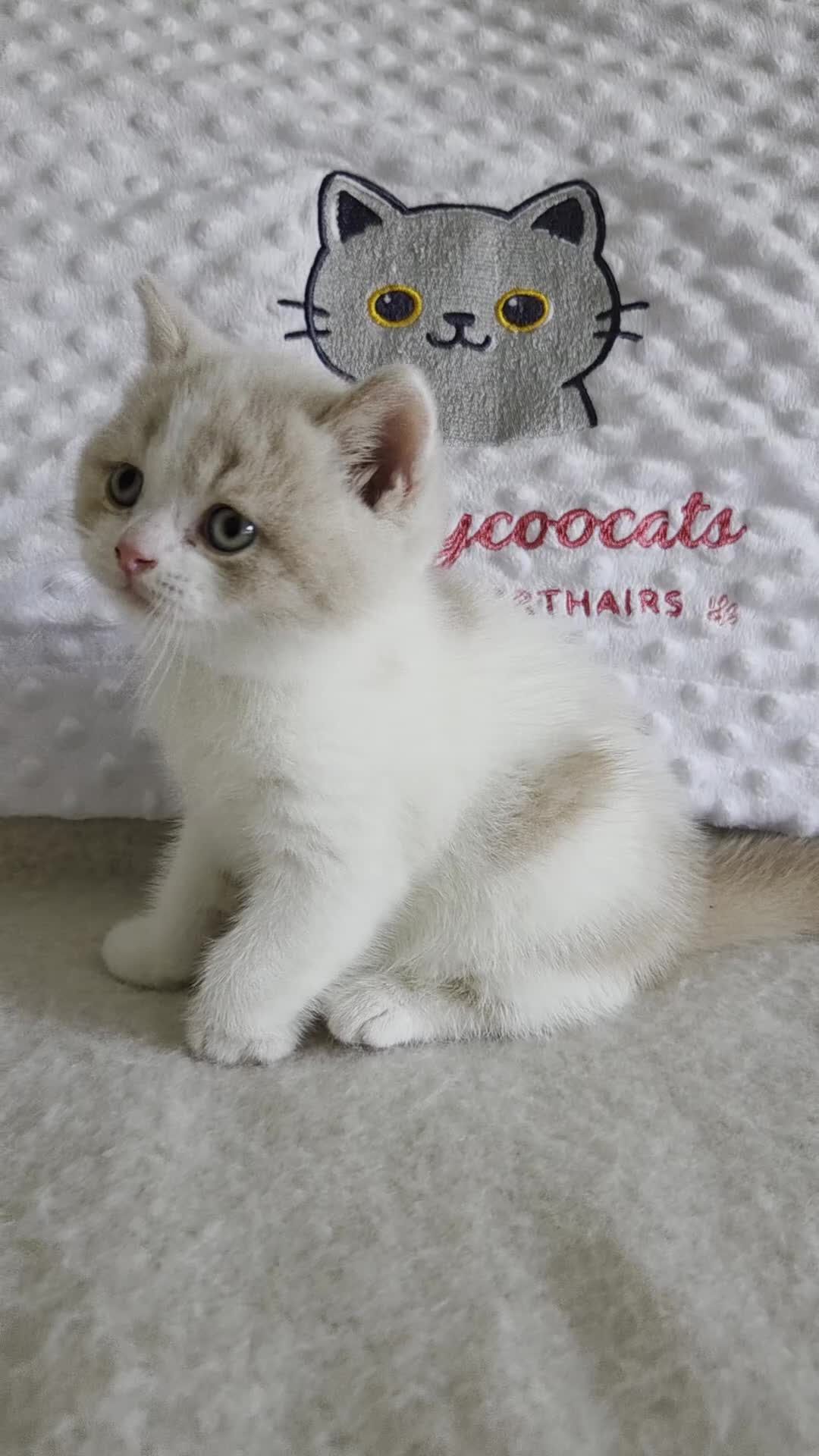 British Shorthair cats for sale: British shorthair kittens girls  - Video 2