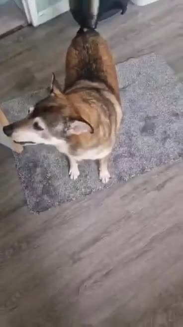 Mixed Breed dogs for adoption: ❤️ TOMMY ❤️ 3 legs, one enormous heart 🐾 in Worcester - Video 1
