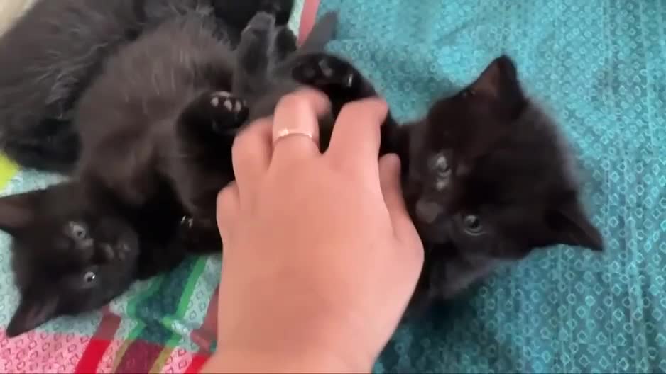 Domestic Shorthair cats for sale: White and black kittens (Currently 1 month) in Croydon - Video 1