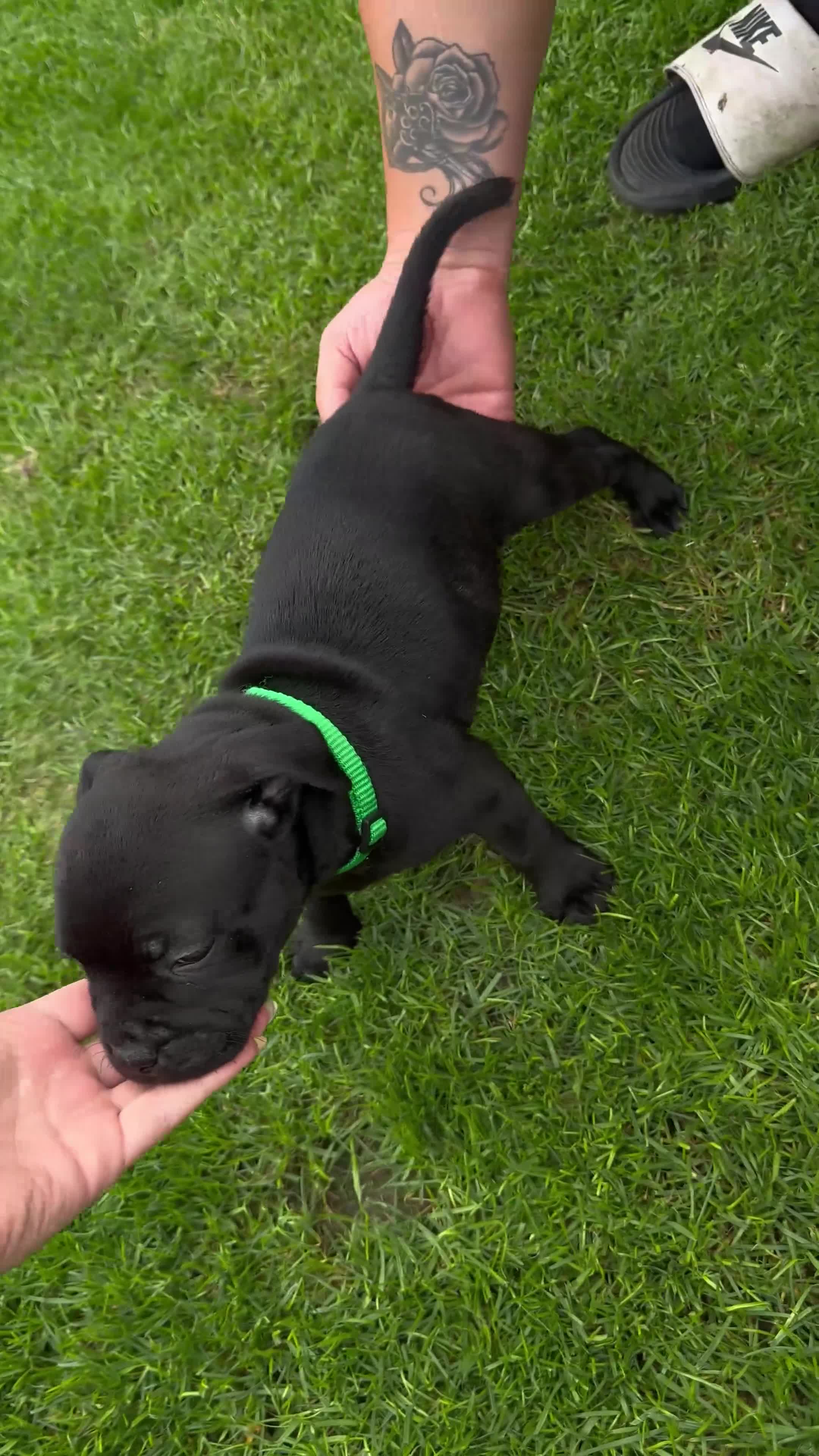 Staffordshire Bull Terrier dogs for sale: last boy True To size Bullscaff bloodline  - Video 1