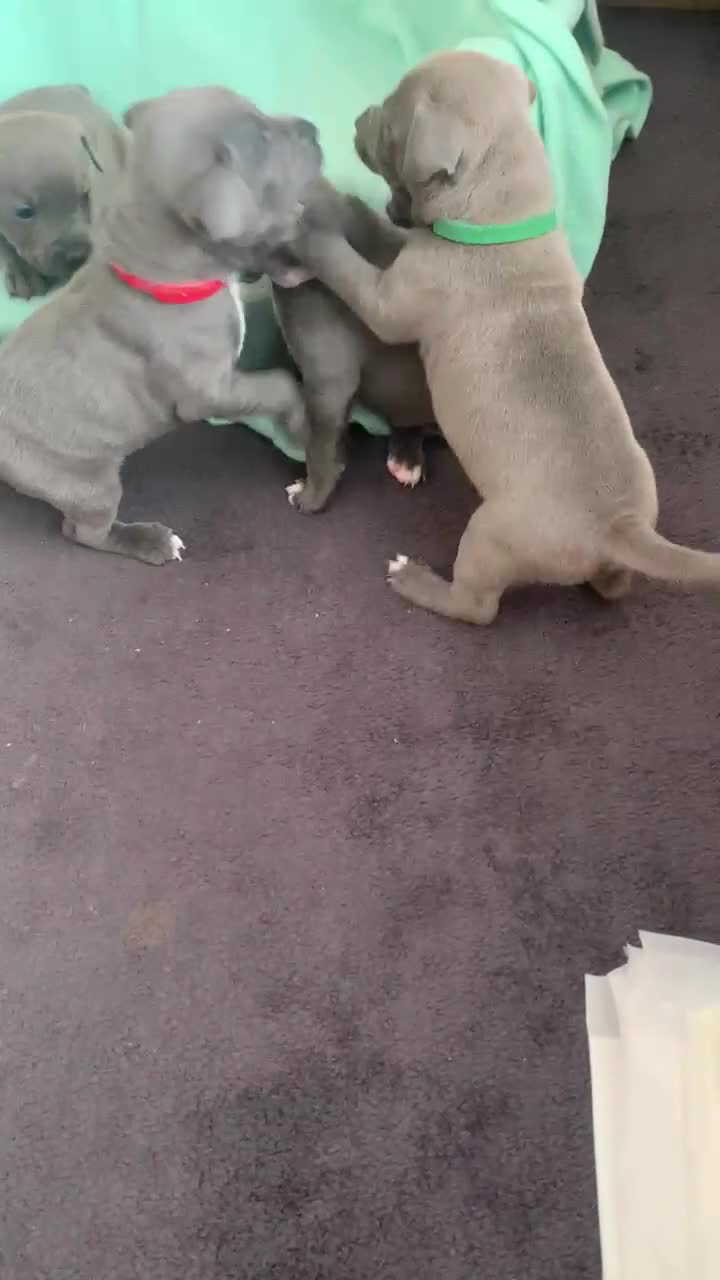Staffordshire Bull Terrier dogs for sale: 1 left!! KC Blue Staffordshire Bull Terriers - Video 1