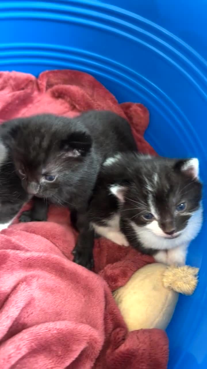 Mixed Breed cats for sale: Kittens - Video 1