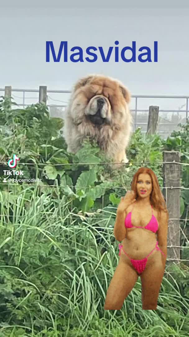 Chow Chow dogs for stud: Stunning chow chow in Lanark - Video 3