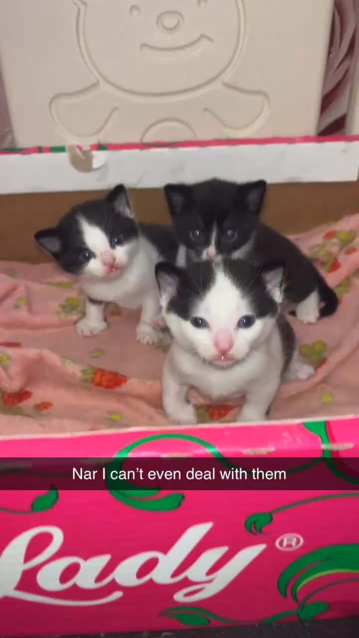 Domestic Shorthair cats for sale: Kittens  - Video 1