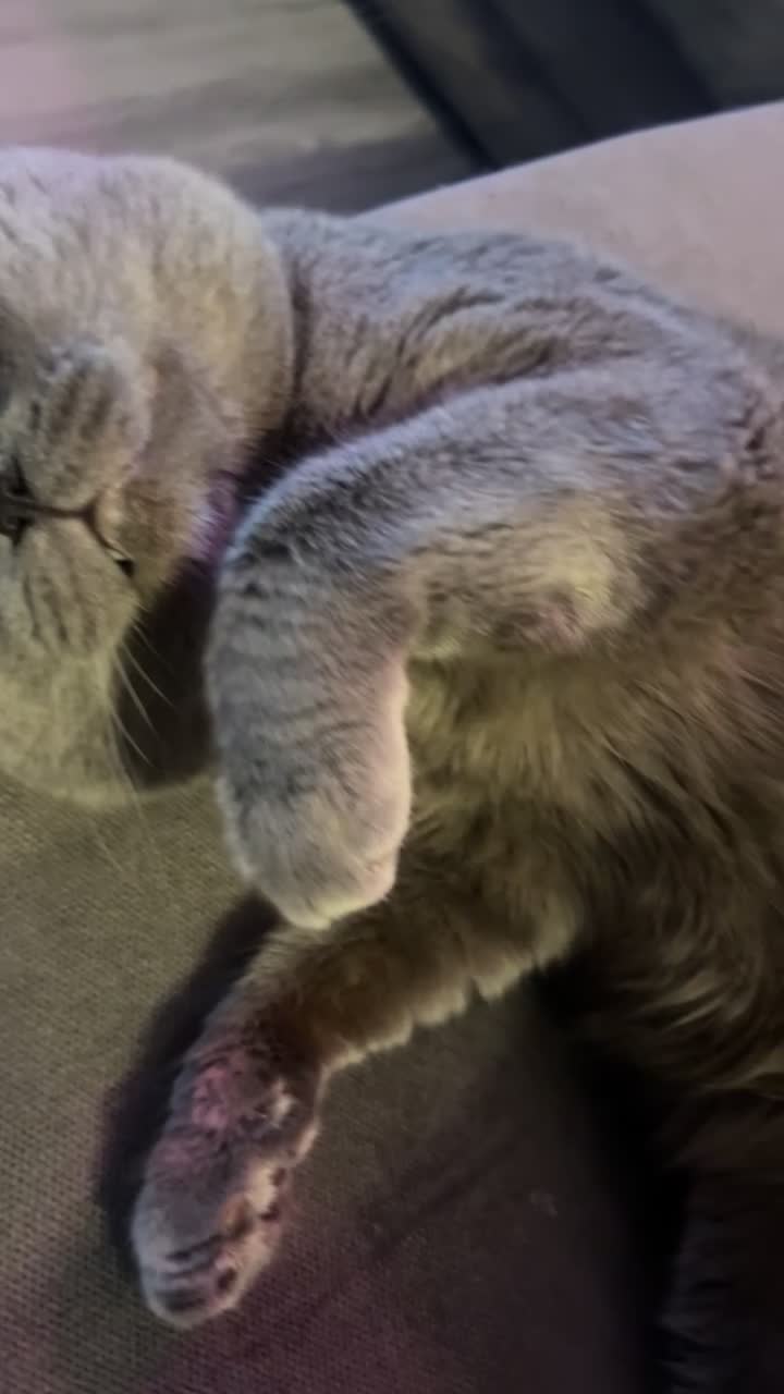 British Shorthair cats for stud: Manchester STUD - King Leon  in Salford - Video 1