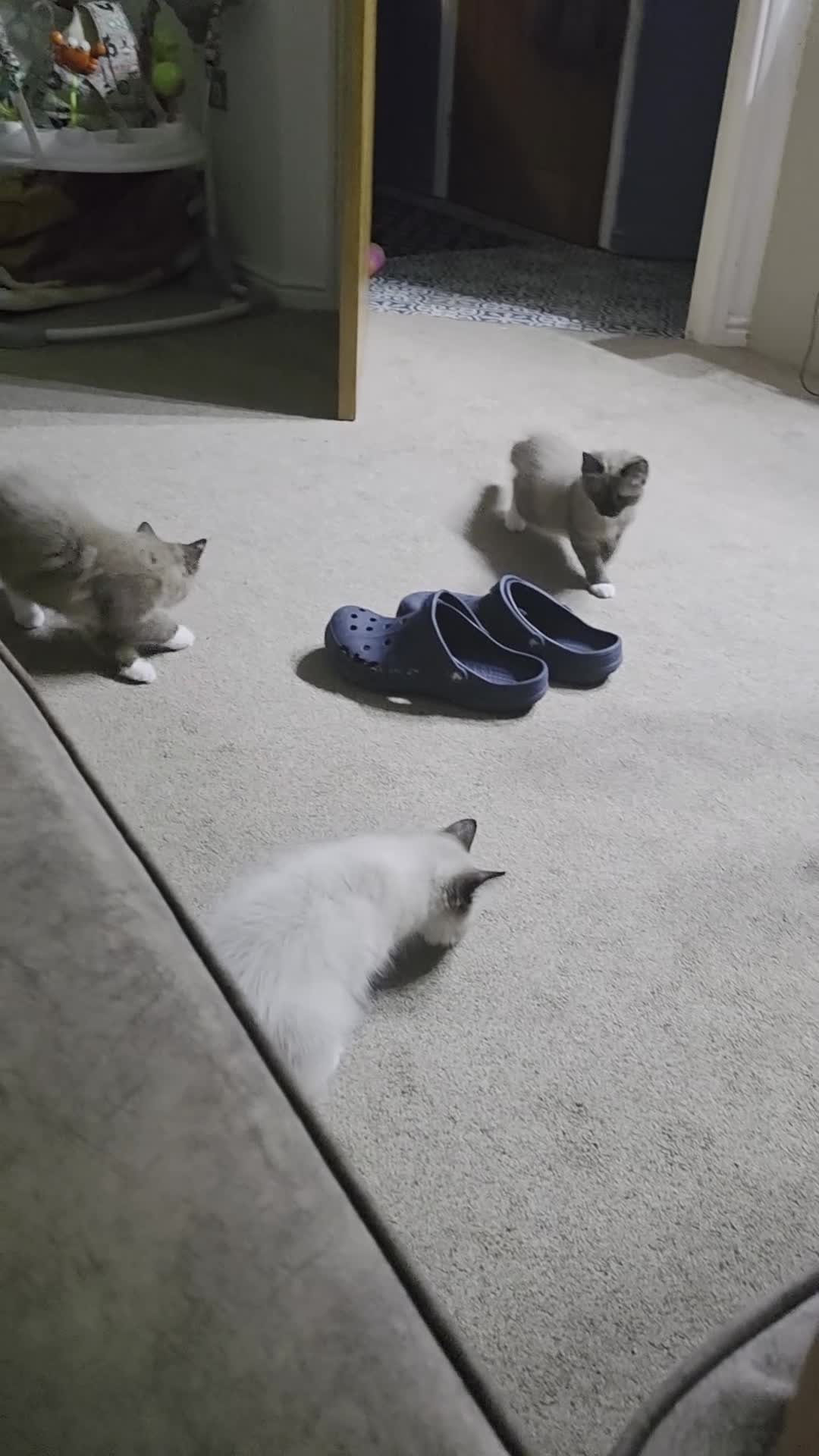 Ragdoll cats for sale: Beautiful Ragdoll kittens including Mink - Video 1