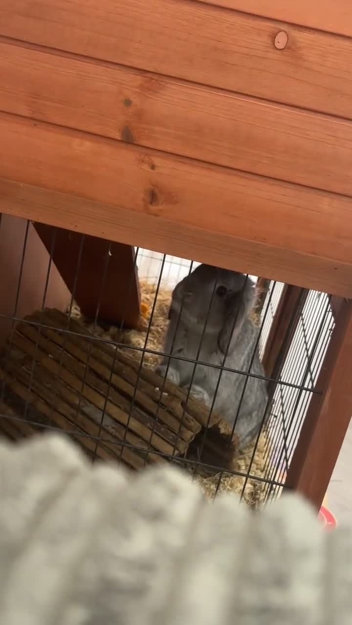 Dwarf Lop rabbits for sale: Dwarf Lop  - Video 2