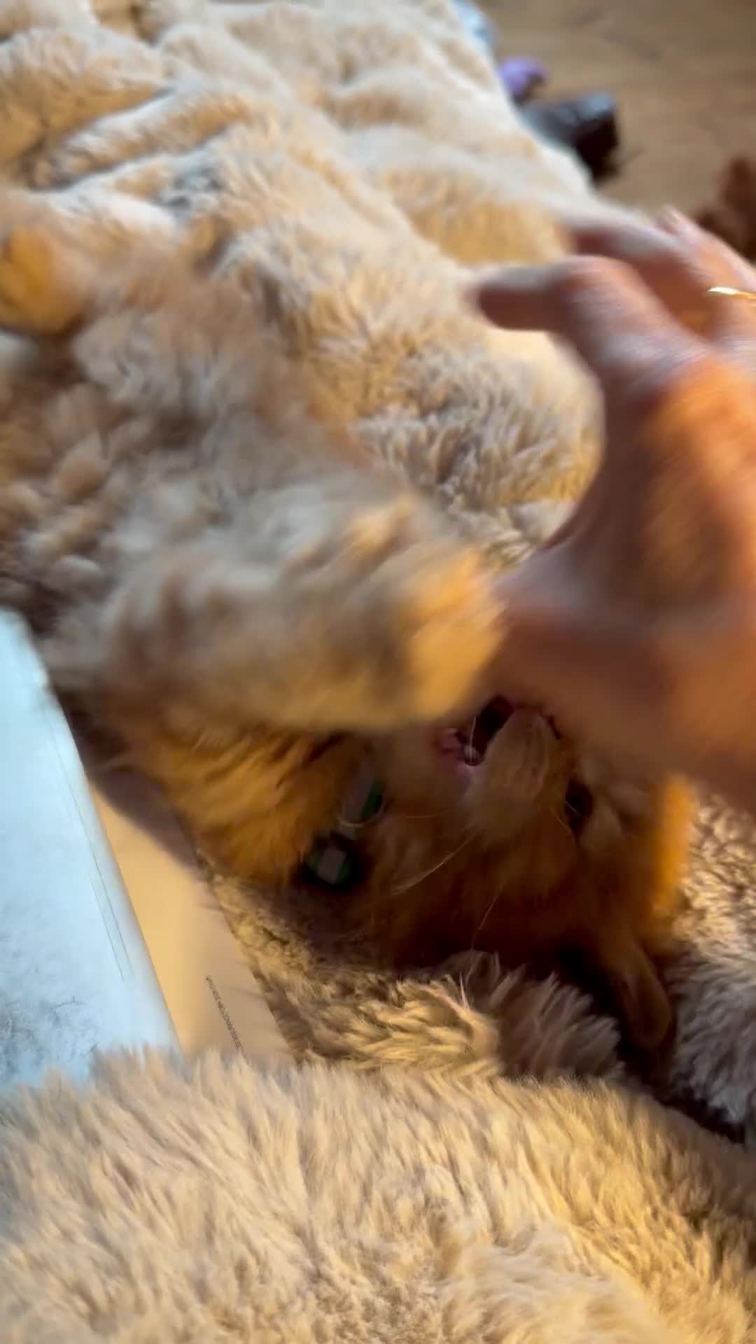 Maine Coon cats for sale: Rare ginger Maine Coon kittens - Video 2