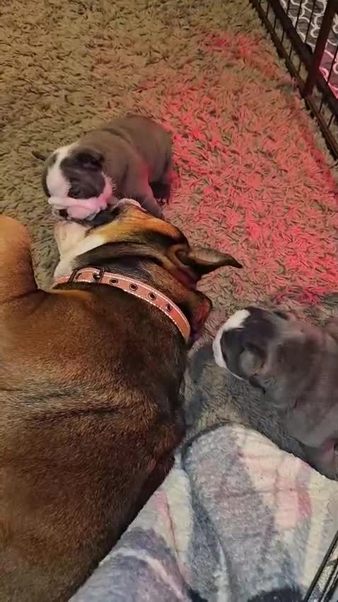 English Bulldog dogs for sale: Exquisite English Bulldog Puppies in London - Video 1