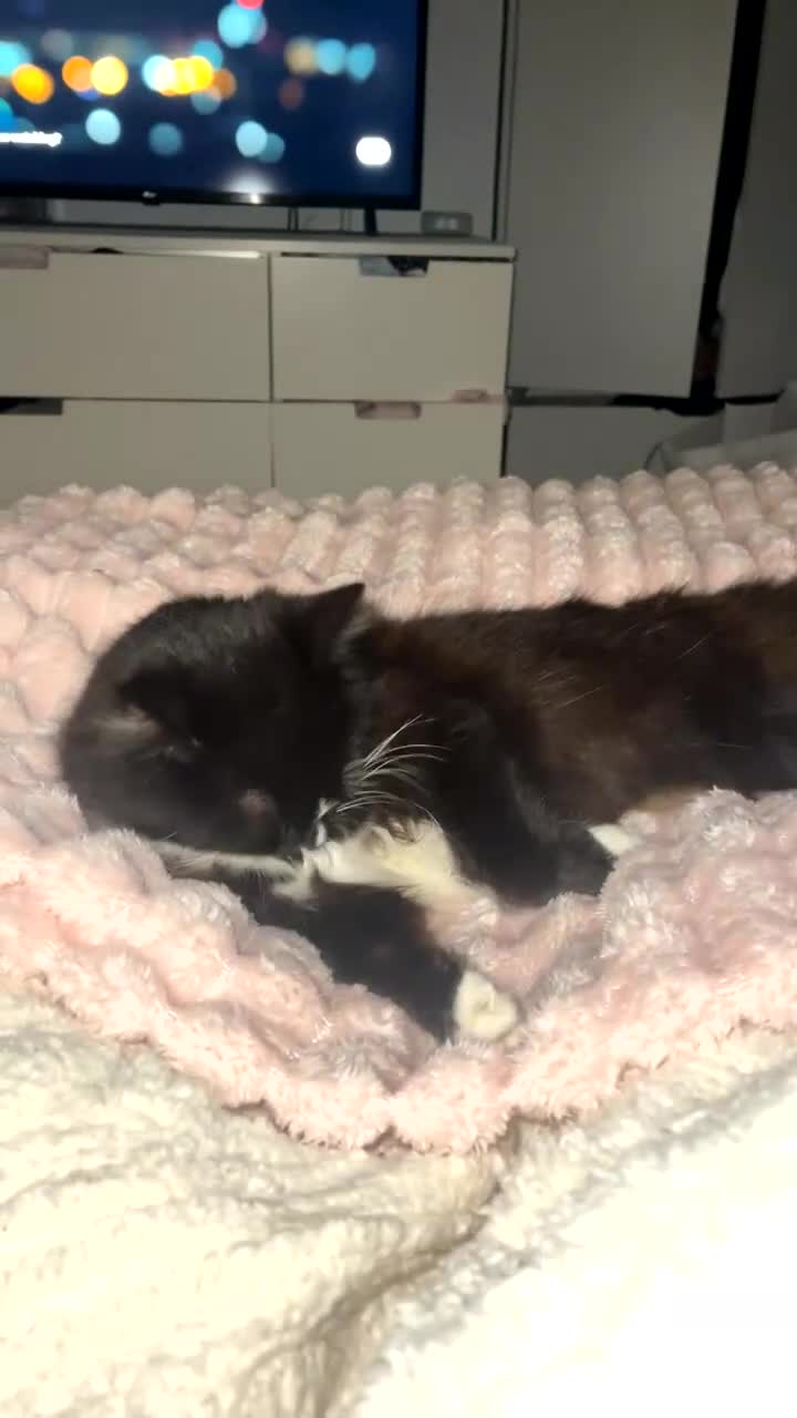 Mixed Breed cats for sale: Maine Coon/Ragdoll Mix  - Video 1