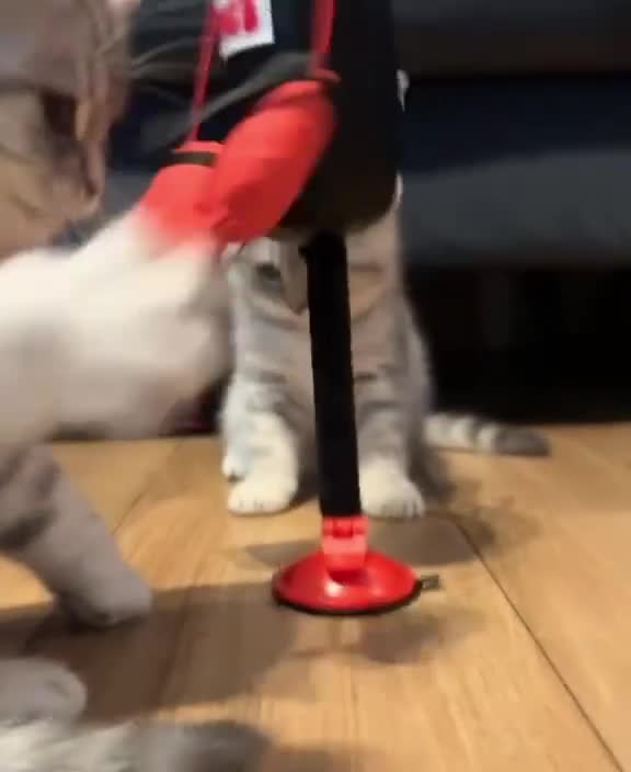 British Shorthair cats for sale: *Ready to leave 2 weeks* GCCF BSH silver tipped  - Video 2