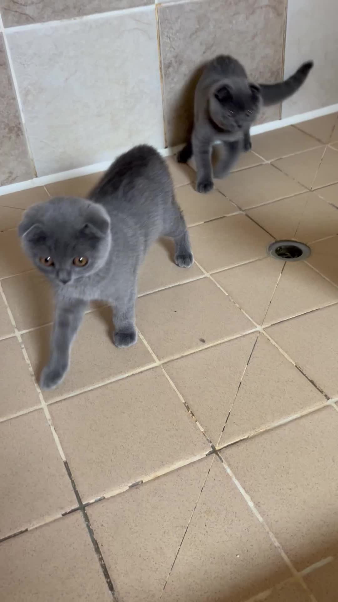 Scottish Fold cats for sale: Scottish fold - Video 1