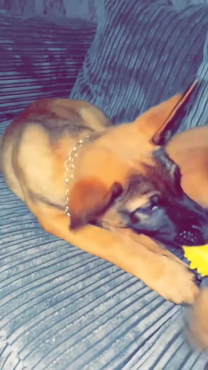 Mixed Breed dogs for sale: Bosco and nova  - Video 1