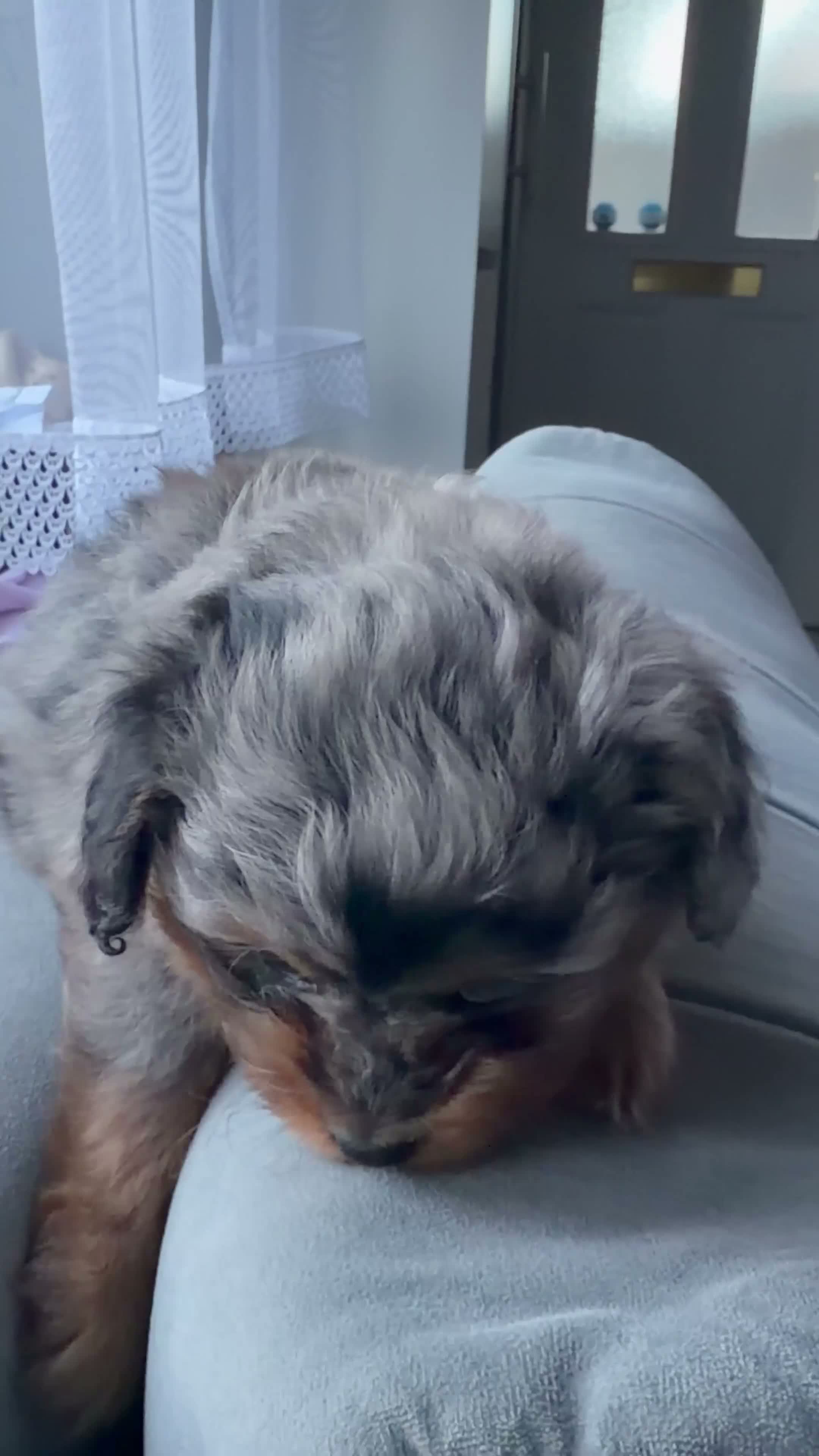 Pomapoo dogs for sale: Pomapoo - Video 2