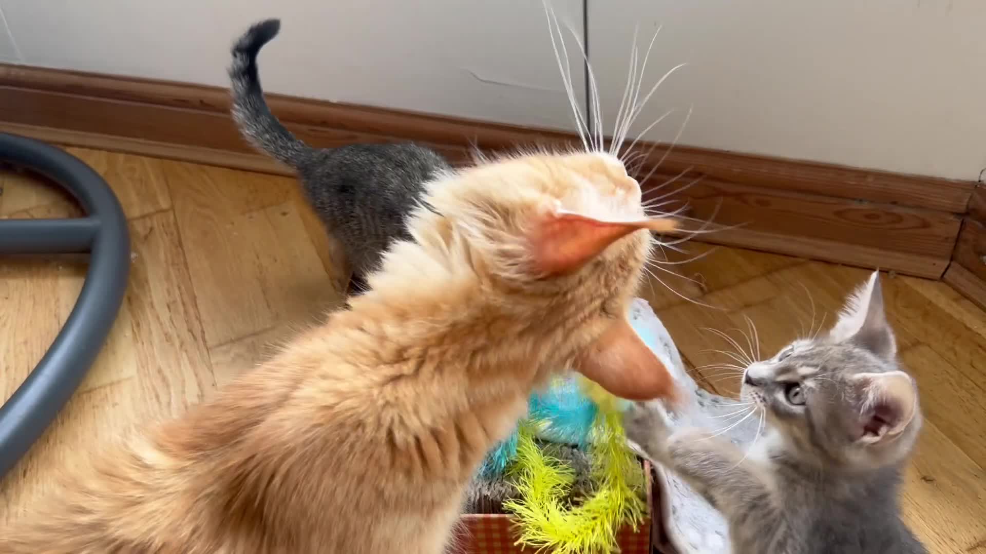 Maine Coon cats for sale: *Ready Now* Maine Coon X - Video 1